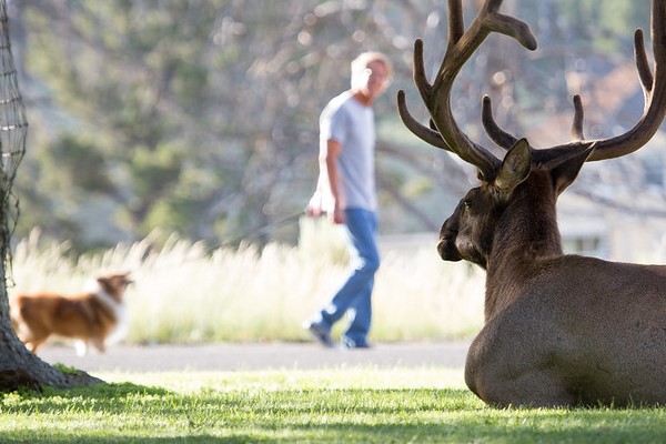 Bull elk in grass at Mammoth Hot Springs and man walking dog in the background