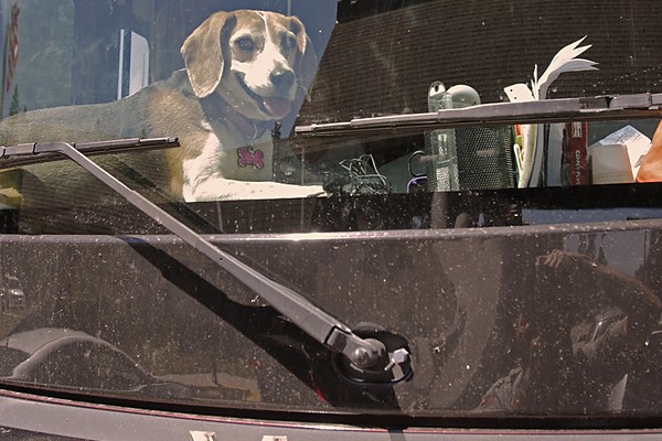 Dog on dashboard in RV at West Entrance Station