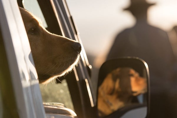 Dog waiting in car, Lamar Valley