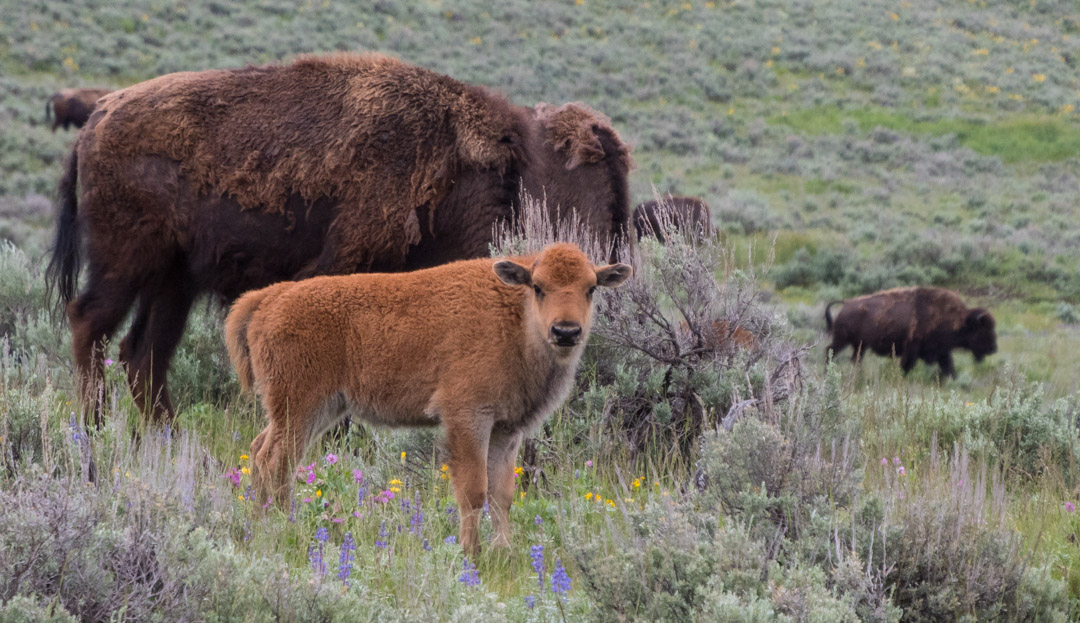 Baby bison (aka "red dog"),