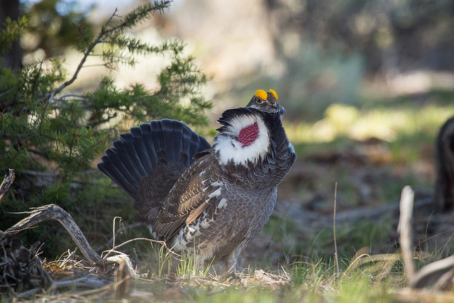 Male Blue Grouse Displaying
