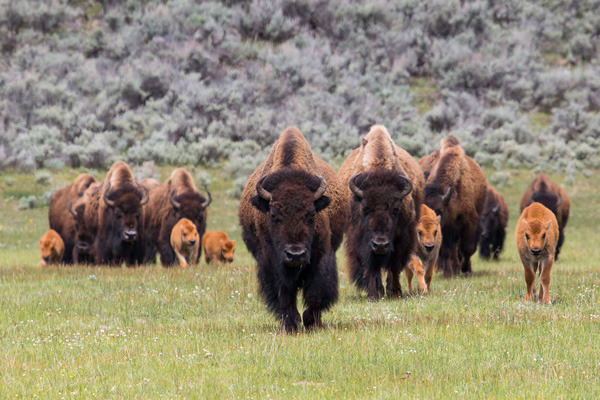 Bison herd with calves in Lamar Valley