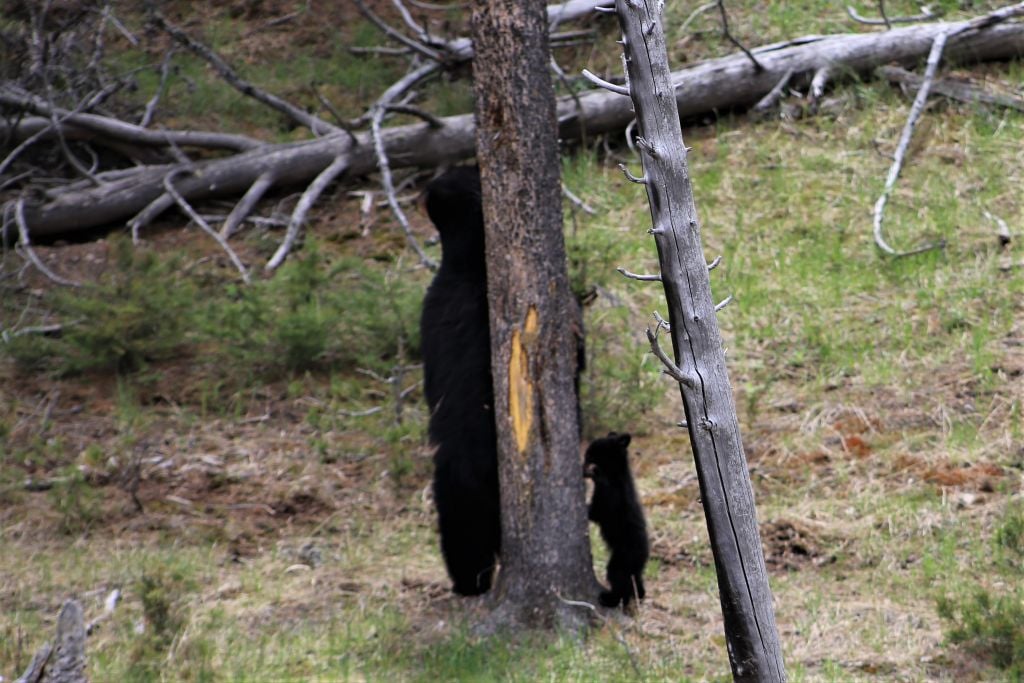 Black bears in Yellowstone