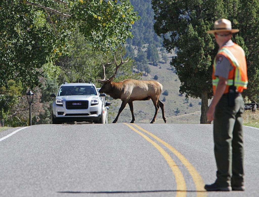 Elk Crossing the road in Yellowstone