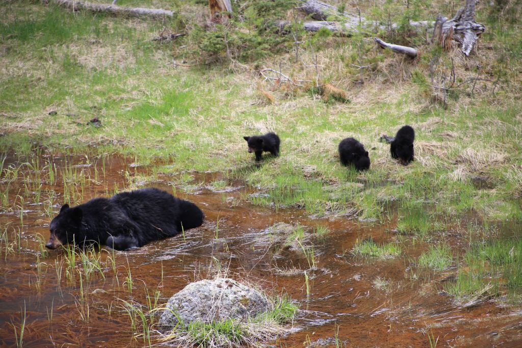Black bears in Yellowstone