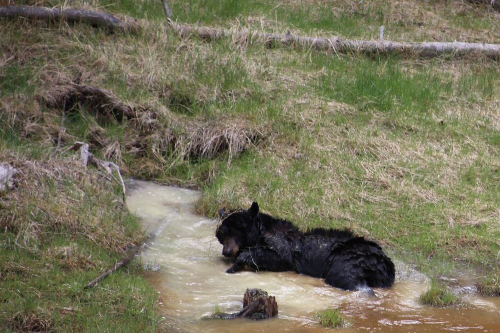 Black bears in Yellowstone