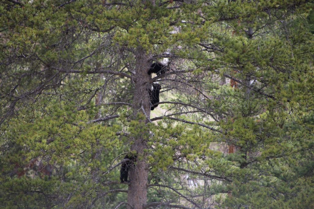 Black bears in Yellowstone