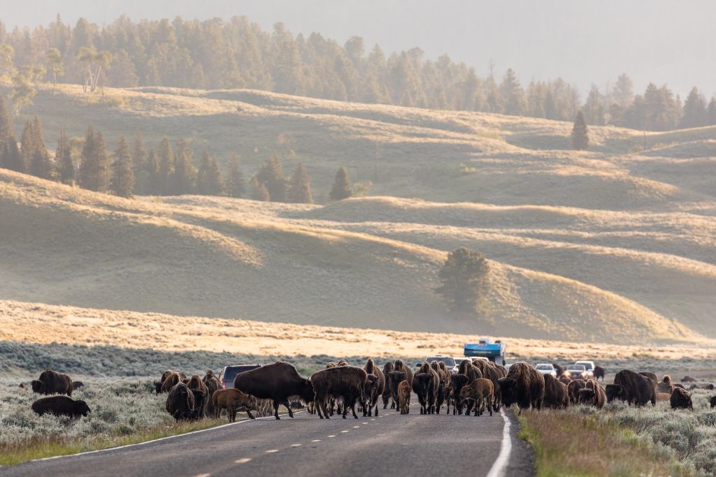 Sunrise bison jam near Soda Butte