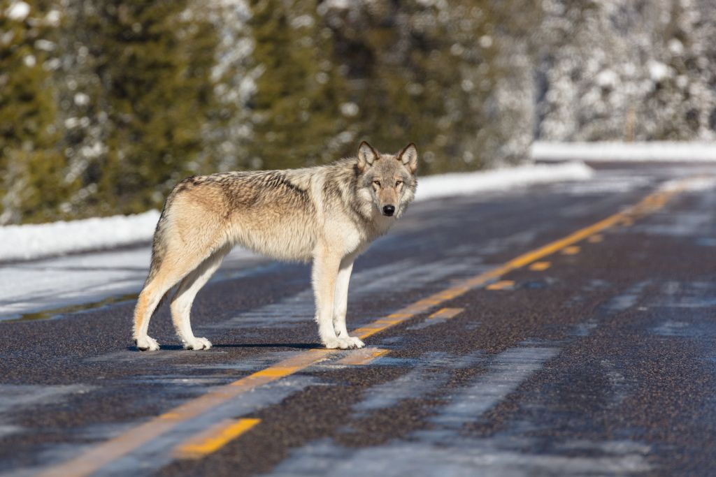 A wolf stands in the middle of a road.