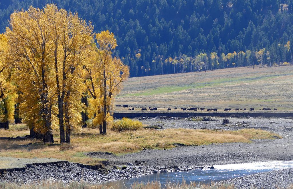 Cottonwoods and bison along the Lamar River