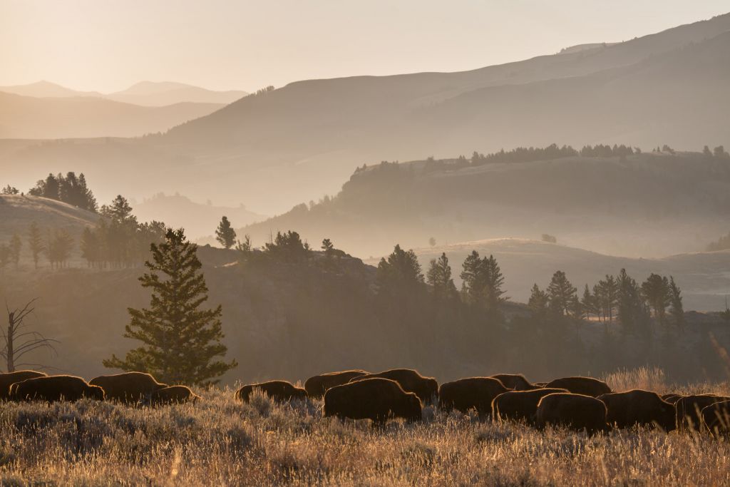 Bison herd, Lamar Valley