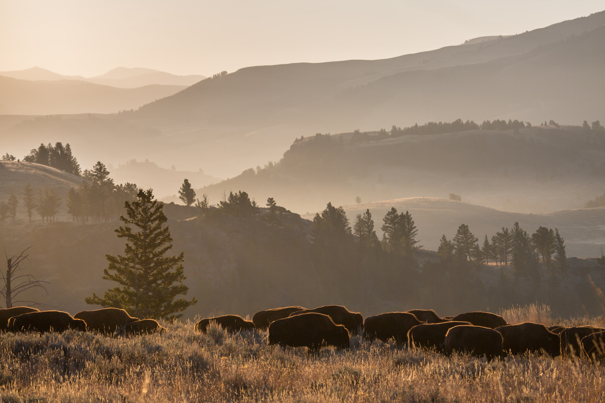 Bison grazing in a misty valley
