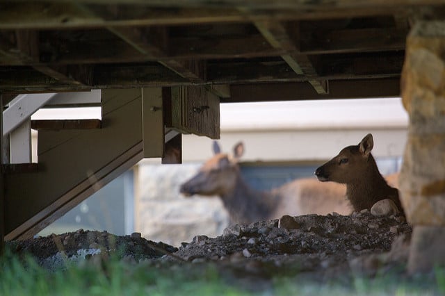 Calf elk under porch at Mammoth with mother nearby