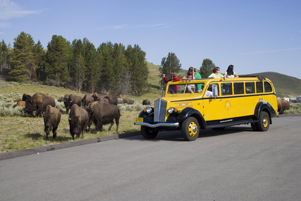 Historic Yellow Bus tour