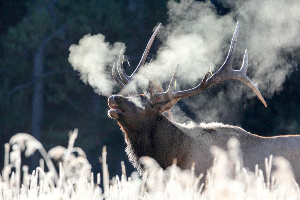 Bull elk bugling on a frosty morning in Canyon area