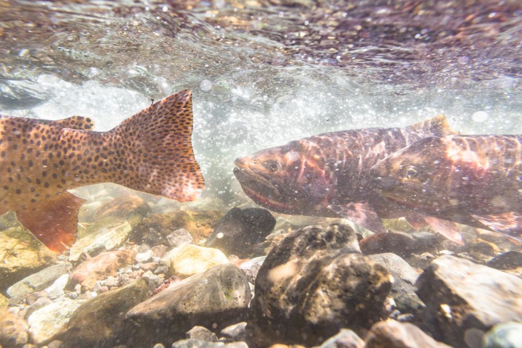 Spawning Yellowstone cutthroat trout