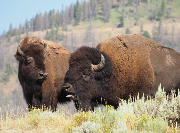 Bison Bellow during rut in Yellowstone