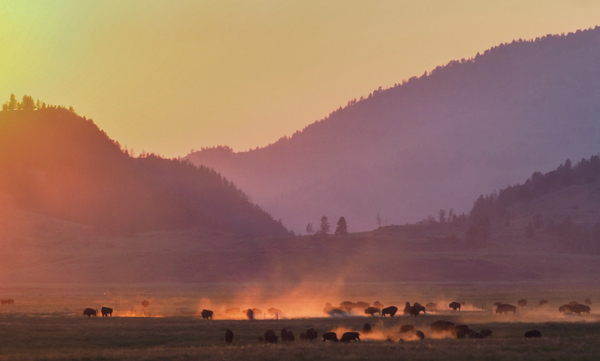 Bison Rut Yellowstone