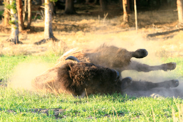 Bison wallow