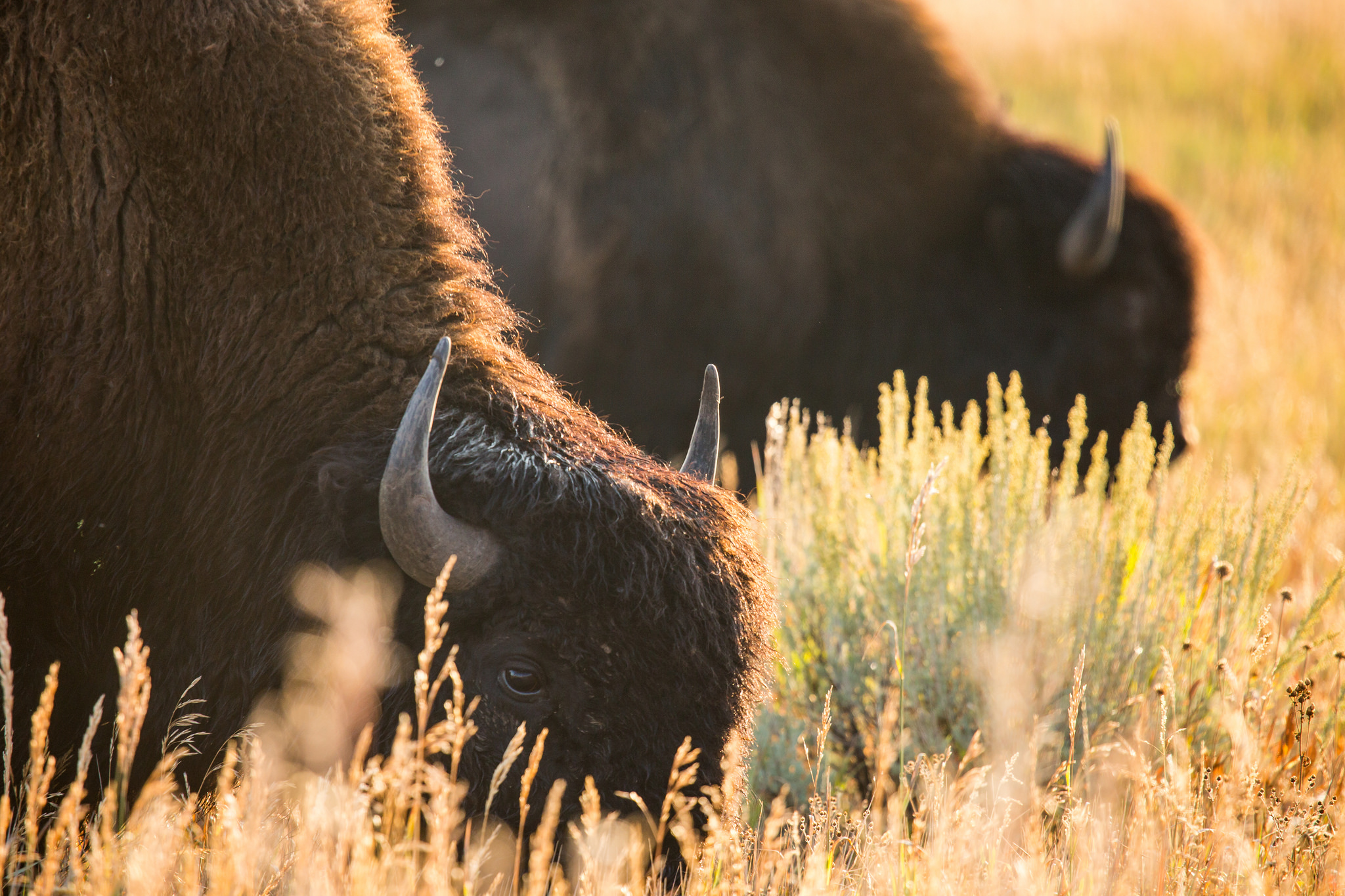 Bison grazing in Yellowstone 