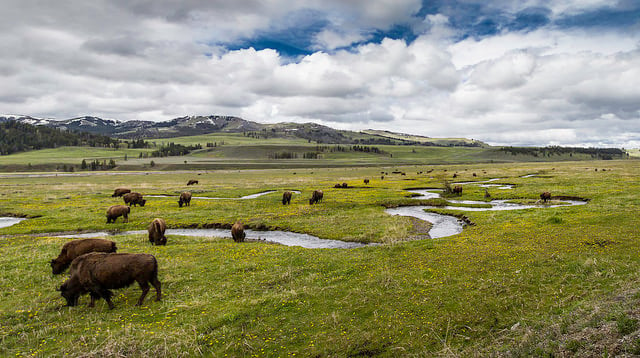 Bison on Rose Creek, Lamar Valley