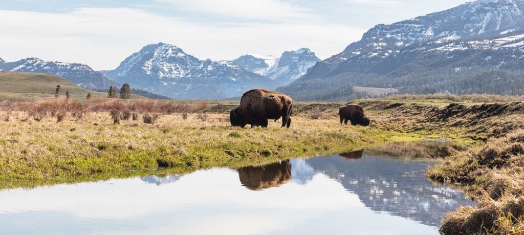 Buffalo grazing in a valley with water reflection