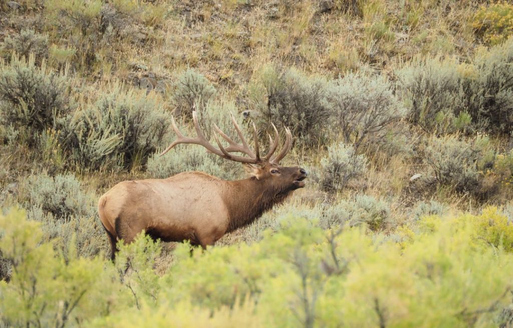 Bugling elk