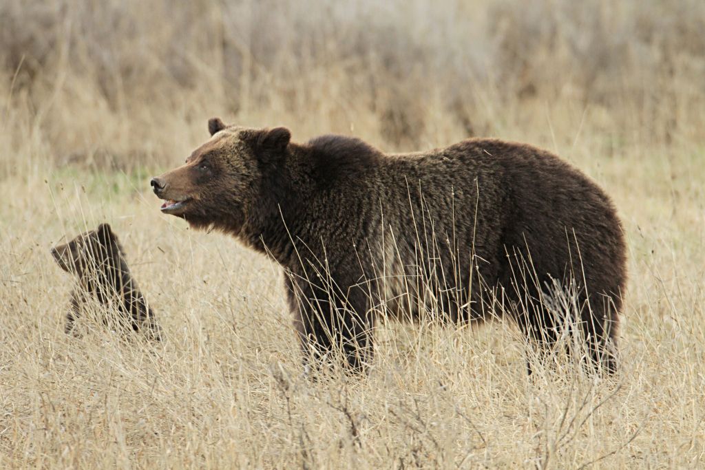 Grizzly sow and cub near Fishing Bridge