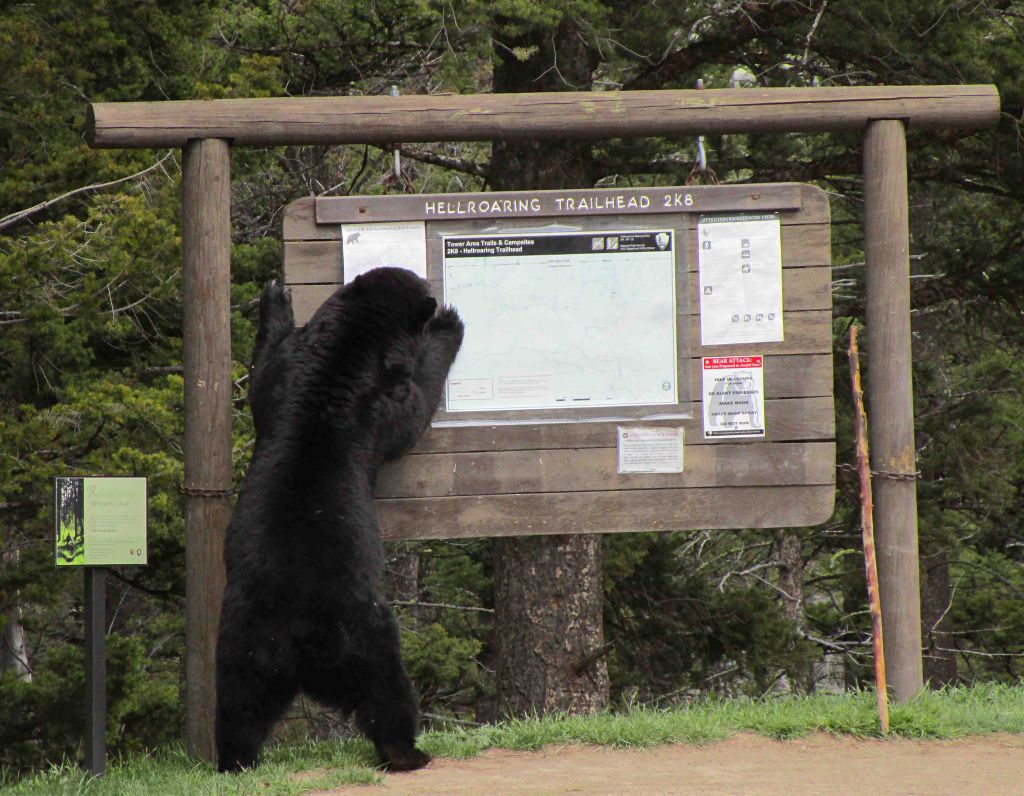 Black Bear on hind legs at Hellroaring Trailhead sign