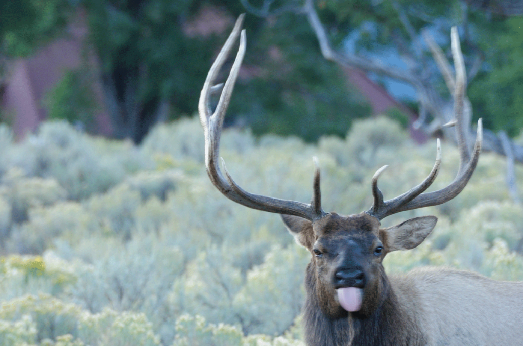 Elk sticking his tongue out