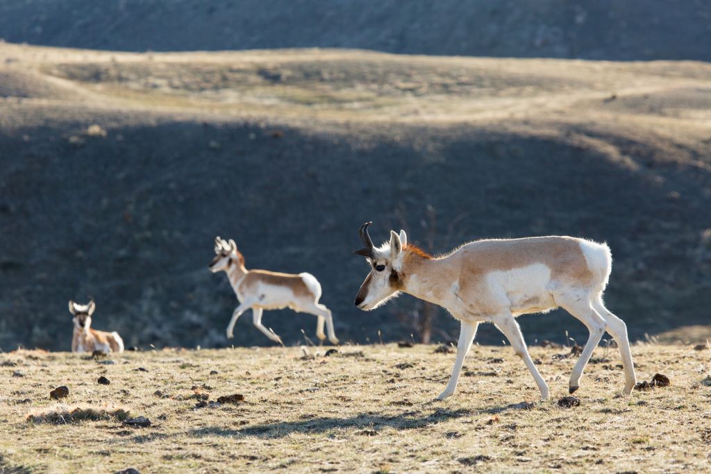Pronghorn near the North Entrance