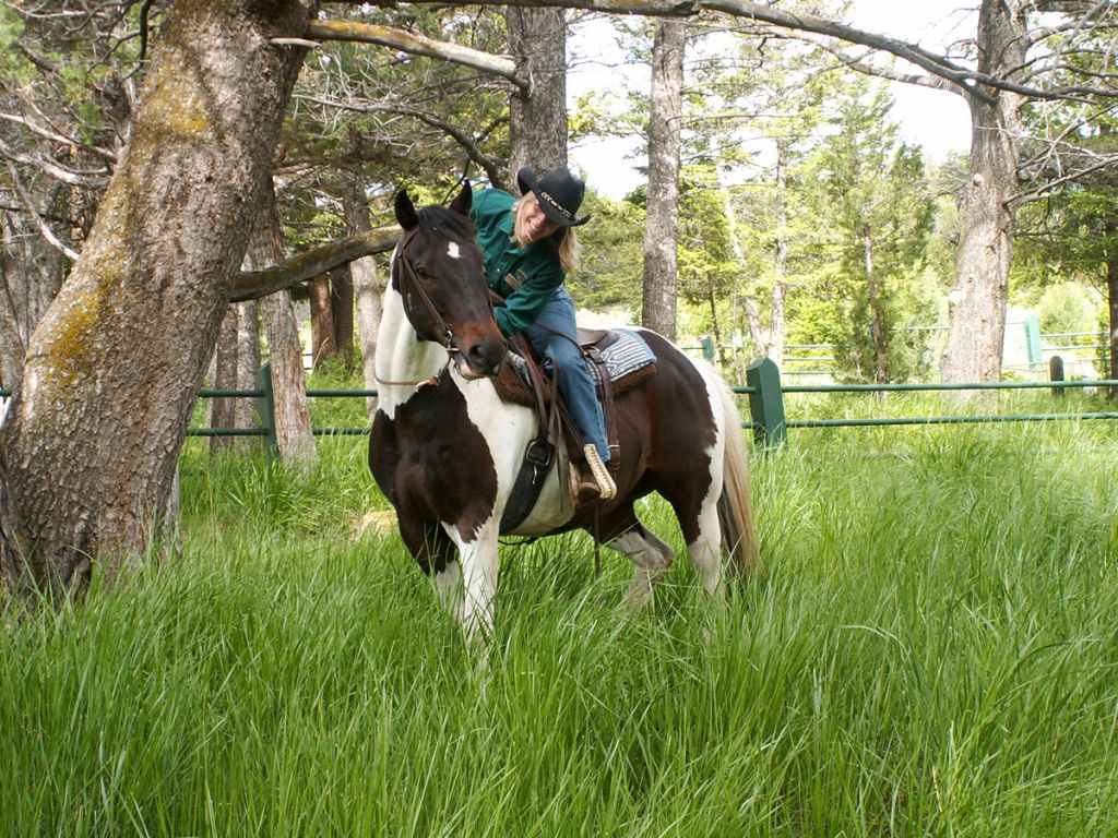 Yellowstone wrangler and horse