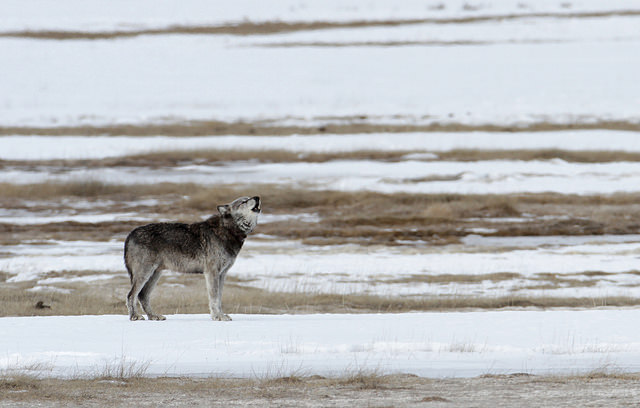 Alpha male (712) of the Canyon pack in the Lower Geyser Basin