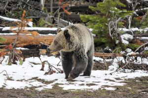 Grizzly Bear