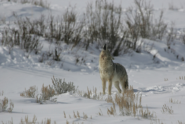 Coyote howling in Lamar Valley