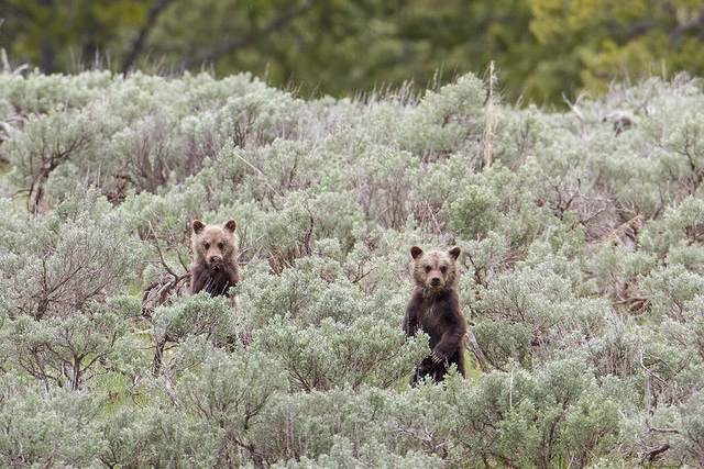 Two grizzly cubs stand up in a field of sagebrush