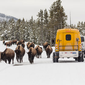 Snowcoaches pass a group of bison near Norris Geyser Basin Overlook