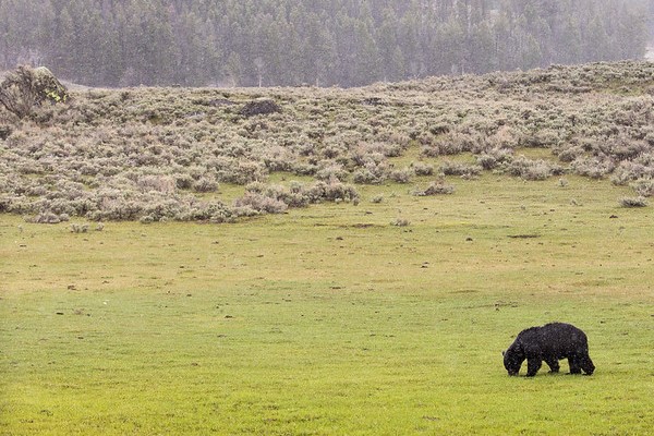 Black bear on a snowy spring day in Lamar Valley