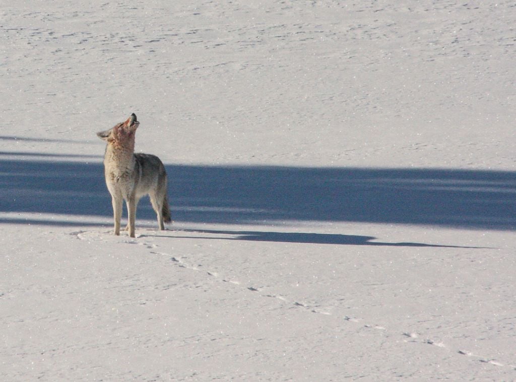 Coyote howling