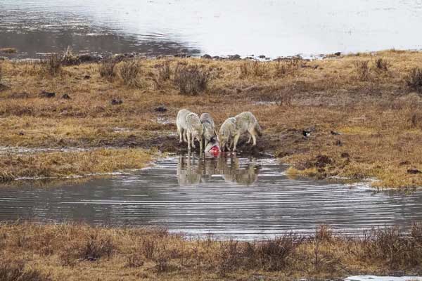 wolves on a carcass