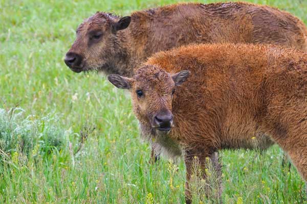 bison calves