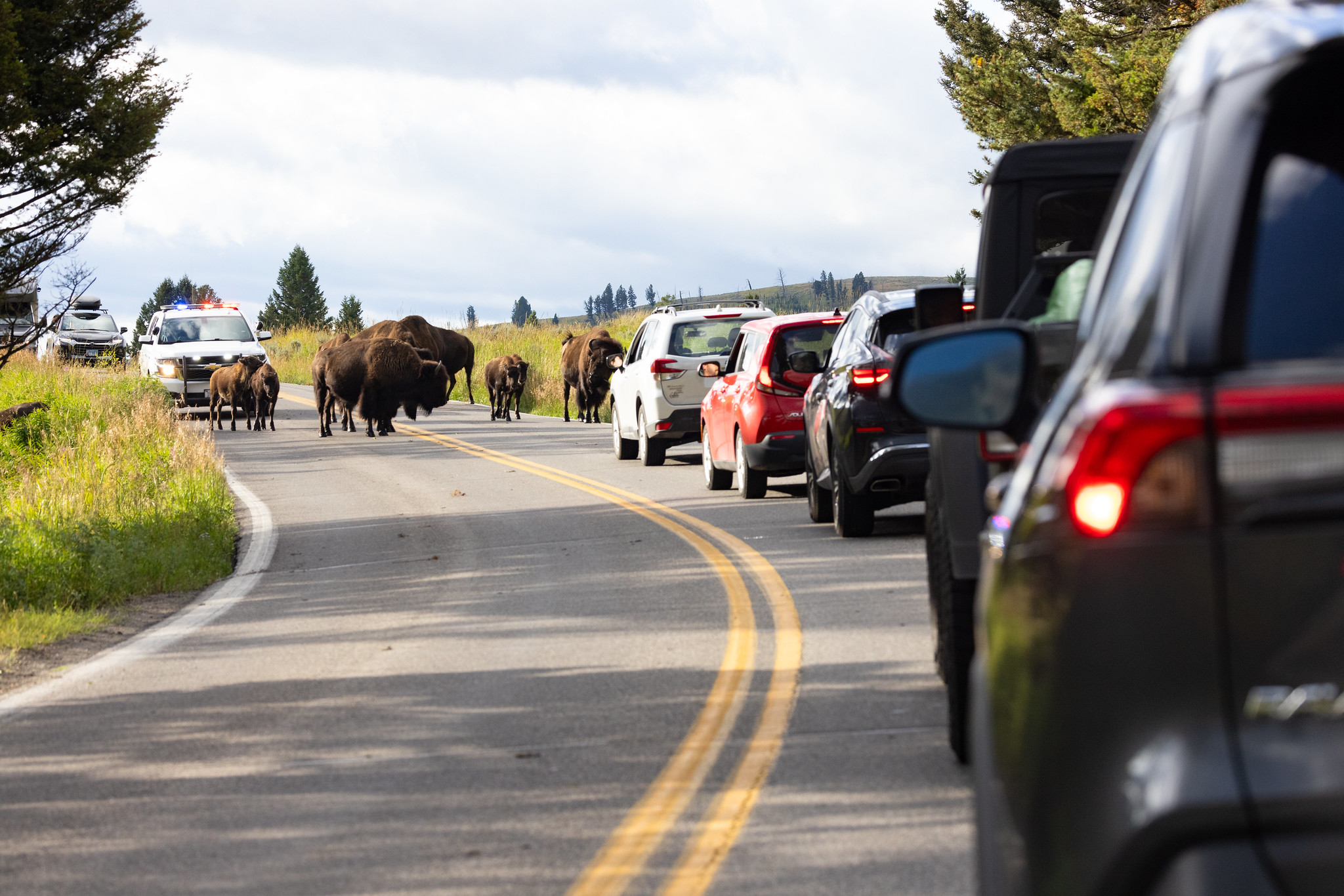 Bison on the road during the rut being moved by law enforcement