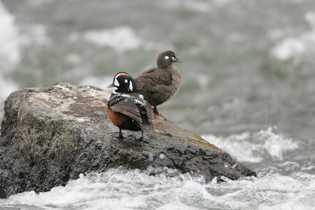 Male and female Harlequin ducks at LeHardy Rapids