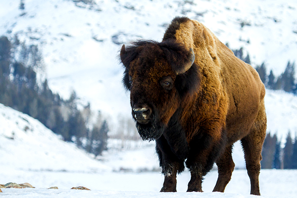 10 Animals You May (or May Not) See in Yellowstone