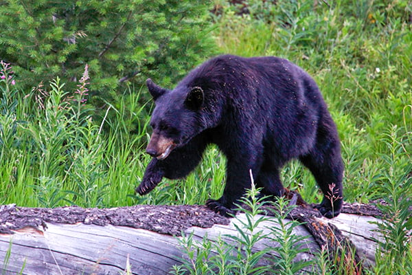 Black bear