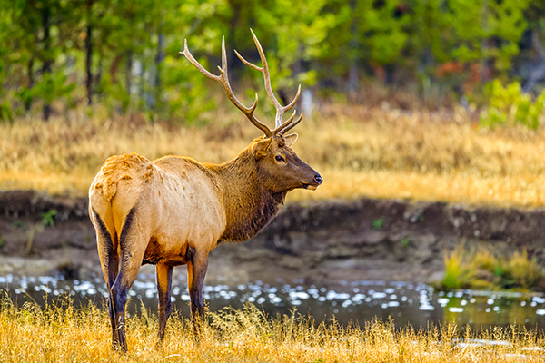A male elk stands in a grassy field. 