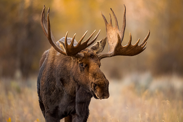 Moose