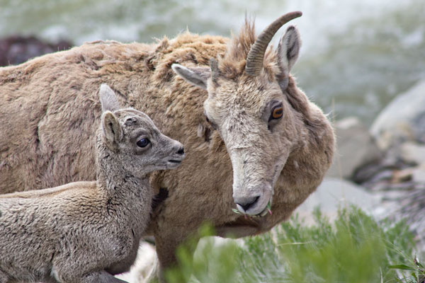 Bighorn sheep mom and baby