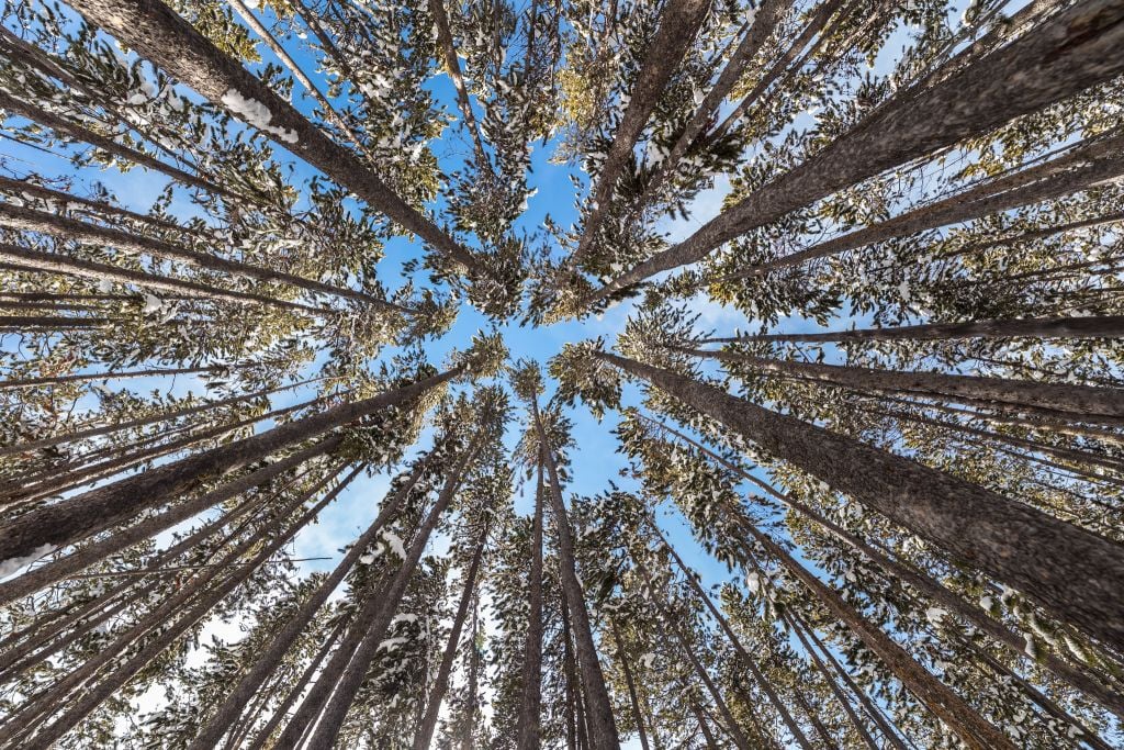 beautiful day in the lodgepole forest