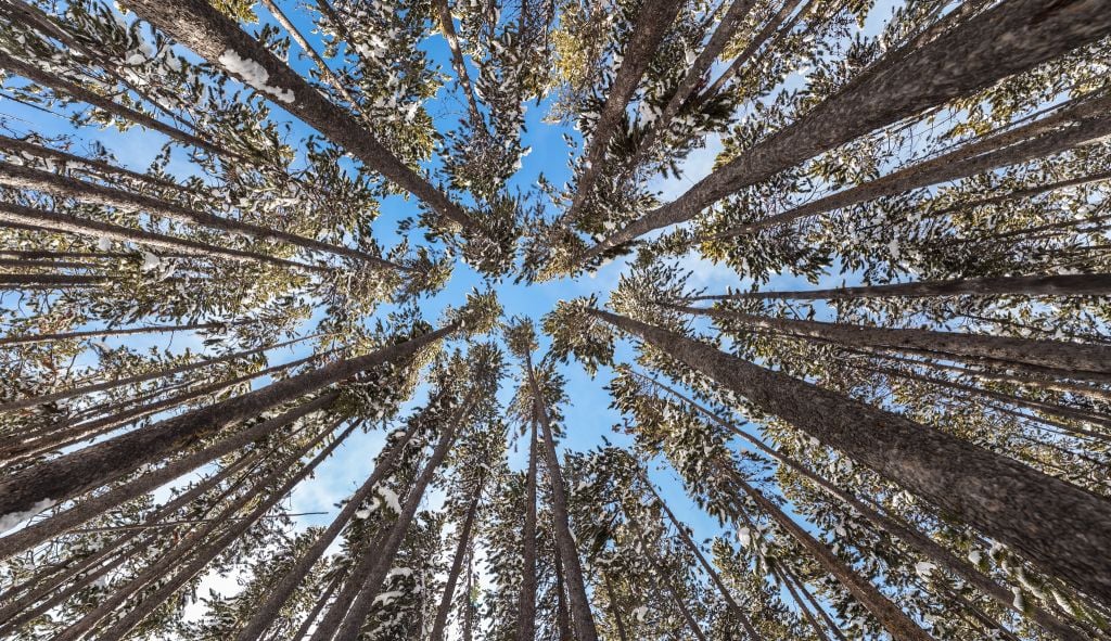 beautiful day in the lodgepole forest